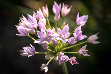 Flowers of a wild rosy garlic plant
