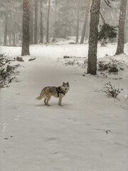 Mi husky siberiano en el bosque de la Barranca en plena nevada