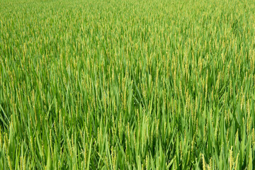 close up of rice flower in the field