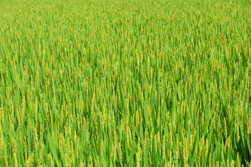 close up of rice flower in the field