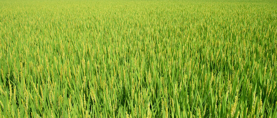 close up of rice flower in the field