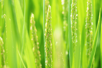 Obraz na płótnie Canvas close up of rice flower in the field