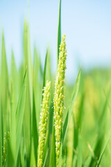 close up of rice flower in the field