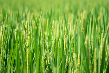Fototapeta na wymiar close up of rice flower in the field