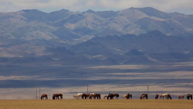 Beautiful time lapse of colorful horse herd grazing and walking across dry grasslands with huge picturesque blue mountains in the background in huge dry grass field