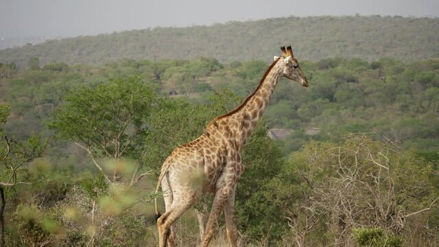 Tracking shot of a giraffe walking across the plains past a herd of cape buffalo.