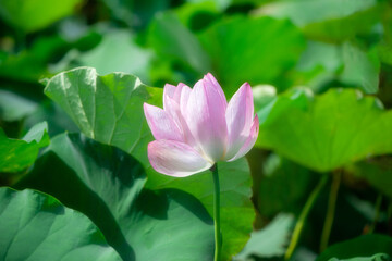 Pink lotus flower lotus leaf in pond