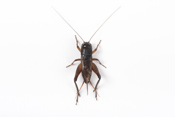 Gryllidae , Cricket isolated on white background.