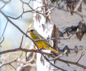 Green and yellow songbird, The European greenfinch sitting on a branch in spring.