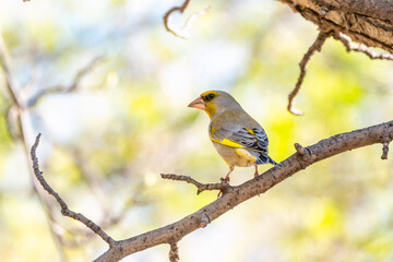 Green and yellow songbird, The European greenfinch sitting on a branch in spring.