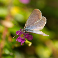 common grass blue butterfly (Zizina labradus)