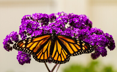 Monarch Butterfly Feeding on Purple Flowers