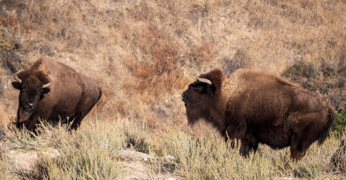 Two Bison Grazing In The Chaparral