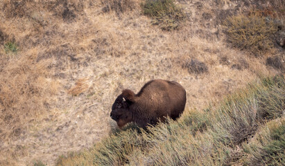 A bison grazing in the chaparral