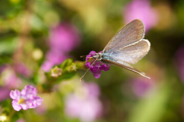 common grass blue butterfly (Zizina labradus)