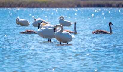 A white mute swans with orange and black beak and young brown coloured offspring with pink beak swimming in a lake with blue water on a sunny day.
