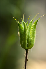 Aquilegia, Fruit Stand Of A Columbine In Front Of Green Background, Isolated