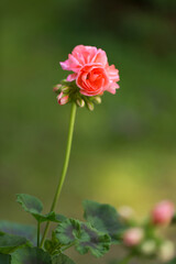 Flowers Of A Pink Pelargonium Against A Green Background