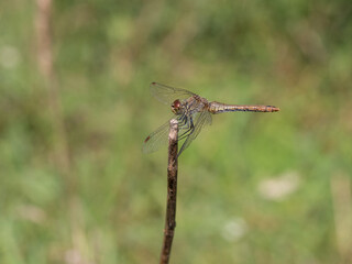 Ruddy darter, Sympetrum sanguineum