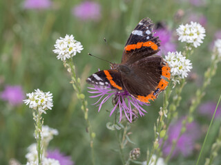Red Admiral, Vanessa atalanta