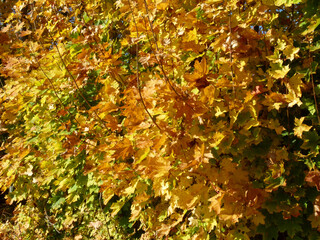Autumn At The Edge Of The Forest