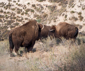 Herd of bison in the chaparral