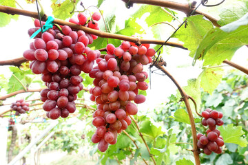 Red ripe grapes in the garden 