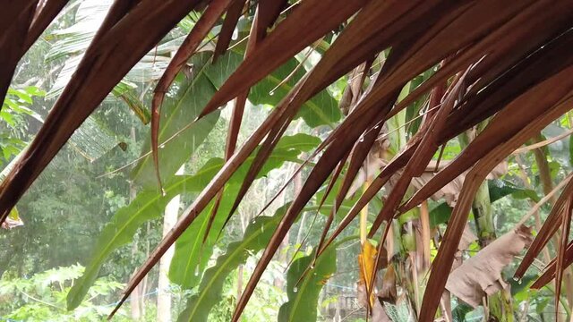 Slowmo: Raindrops dripping off a traditional nipa hut roof in the middle of a tropical forest. Low angle, Static,  Closeup.