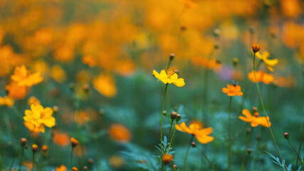 Yellow cosmos flowers blooming in the garden