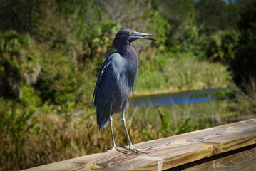 blue bird