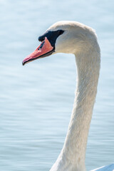 Obraz premium Portrait of a graceful white swan with long neck on blue water background.