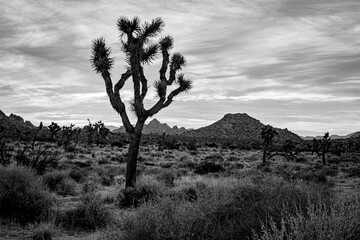 Joshua Tree Haunting