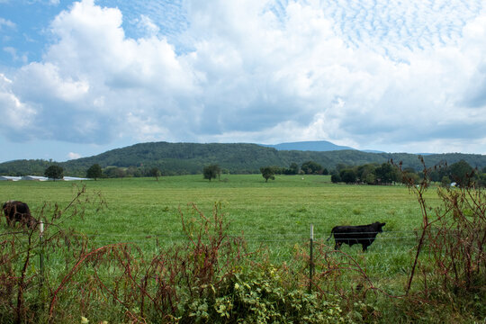 cows on the meadow