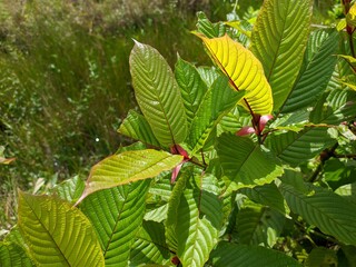 Kratom plant (Mitragyna speciosa) grows wild in tropical Borneo