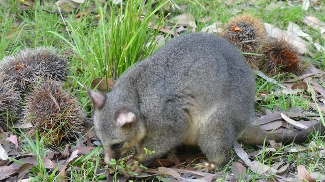 Wild Australian Brushtail Possum eating a clover branch close up