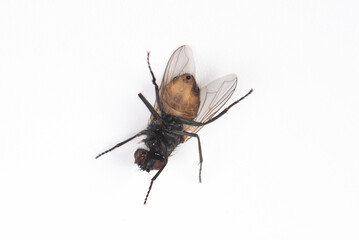 Dead fly isolated on  white background