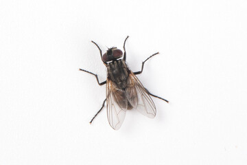 fly isolated on  white background