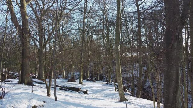 Slow move forward in wild winter woodland snow covered scenery. Snowy views with sun shining in frozen wilderness of trees, fallen limbs and cut logs.