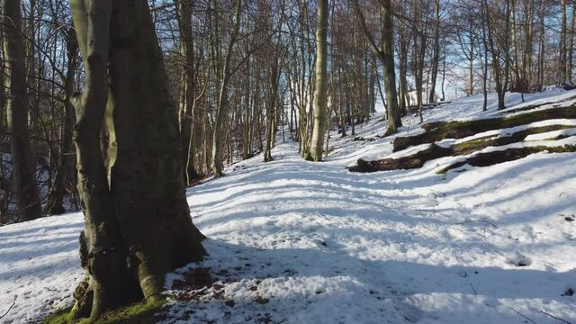 Slow move passed tree and aged fallen trees in natural winter woodland scene in Scotland. Wild woods scenery on sunny winters day, snow and sun glinting off icy ground. Long tree shadows across snow.