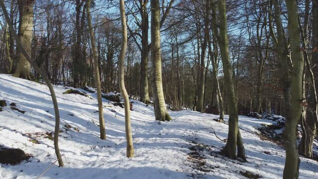 Low level flight between trees in Scottish winter woodland scene on well lit sunny day. 4K drone shot in icy cold forest with great sun lighting scenery..