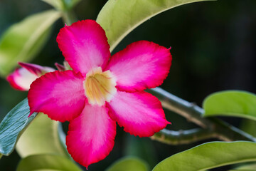 Beautiful flower images and colors stand out in nature.