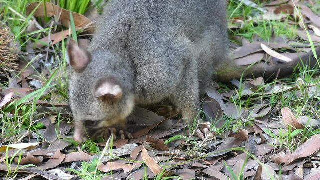 Wild Australian Brushtail Possum eating grass extreme close up