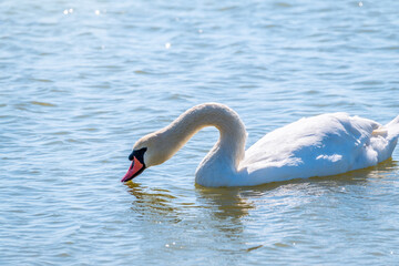 Fototapeta premium Graceful white Swan swimming in the lake, swans in the wild. Portrait of a white swan swimming on a lake.