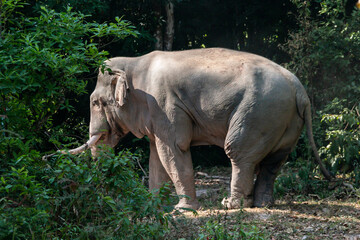 An elephant to be in must during the rutting season when the animal becomes dangerous, to be in the rut, Asian elephant , Thailand national park elephant.
