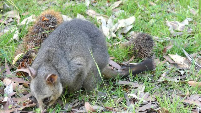 Wild Brushtail Possum eating with an injured tail