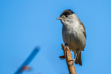 Mönchsgrasmücke (Sylvia atricapilla) Männchen