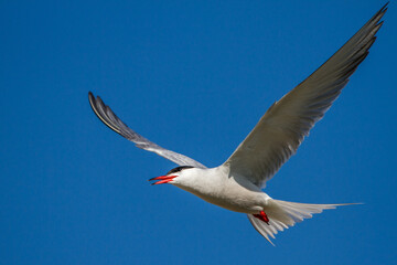 Flußseeschwalbe (Sterna hirundo)