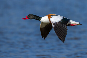 Brandgans (Tadorna tadorna)