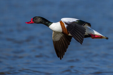 Brandgans (Tadorna tadorna)