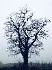 Baum ohne seine Blätter bei düsterem Wetter